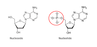 J'ai téléchargé adwcleaner qui m'a supprimé certains programmes +malwarebytes qui en a fait autant. Nucleotide Vs Nucleoside