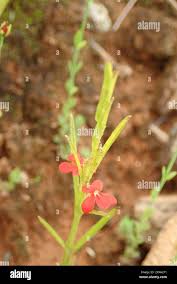 Image result for Striga asiatica
