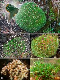 Image result for Syngonanthus longibracteatus
