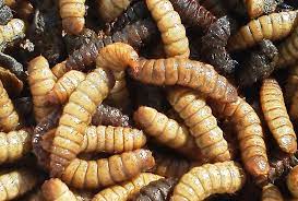 We did not find results for: Maggots In Compost Good Or Bad Here S What To Do Worst Room
