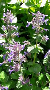 These plants can also handle a variety of tricky soil situations, so as long as you have sun, you can probably grow catmint. Catmint Kahikatea Farm Certified Organic Nursery And Permaculture Farm