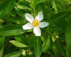 Image result for Limosella grandiflora