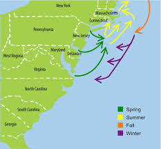 striped bass migration path