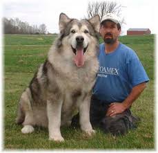 Meet your new best friend. Giant Alaskan Malamute Giant Alaskan Malamute Malamute Alaskan Malamute