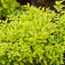 Image result for Ligustrum sinense