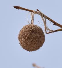What S This Tree With Split Bark And Hundreds Of Round Fuzzy Brown Balls Hanging On It Natural Crooks Ramblings