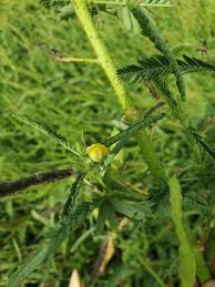 Image result for Aeschynomene sensitiva