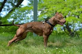 Pin By Patrick Thomas On Beautiful Pitbull Terrier American Pitbull Terrier Pitbulls