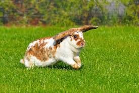 Druck von original artwork s by dottydictionary/fabfunky. Gartenfreilauf