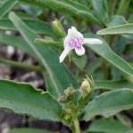 Image result for Megalochlamys hamata