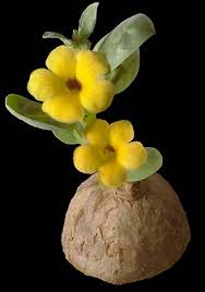 Image result for Pterodiscus aurantiacus