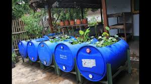 Usaha Ternak Lele Dalam Drum Plastik 90 Hari Bisa Panen Mn Drum Ikan Panen