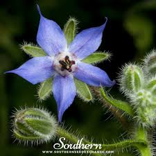 Image result for Borago