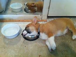 Oh So Cute Corgi Cute Animal Pictures Cute Dogs