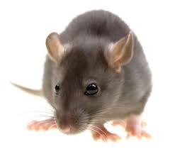 Pest control is the only point of sale for new work from the studio. Alford Home Solutions Serving Charleston Saint Albans Huntington Nearby Certified Perimeter Pest Control Experts In Wv Ky Oh