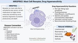 Image result for Mast Cell