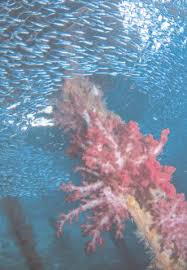 Pejam celik pejam celik, dah umur 55 tahun. Halaman A5 A9 Kpk Opsi Pertama Paket Bambang Pdf Download Gratis