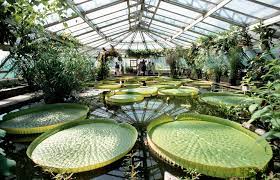 6.2 kmthe botanische garten (english: Berlin Der Botanische Garten Droht Finanziell Auszutrocknen Berlin Tagesspiegel