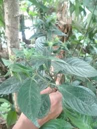 Tapis air dan daun pecah beling serta sejukkan. Jual Ready Daun Keji Beling Pecah Beling 500 Gram Di Lapak Kebun Herbal Bukalapak