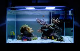 About 5% of these are aquariums a wide variety of aquascape aquariums options are available to you, such as material, feature, and aquarium. Tips And Tricks On Creating Amazing Aquascapes Aquascaping Forum Nano Reef Community