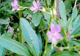 Image result for Talinum tenuissimum