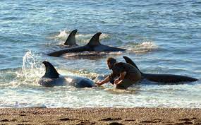 Roberto 'Beto' Bubas, guardafauna de la Patagonia argentina, nada y se  comunica con las orcas desde hace 25 años – La Danza Vital