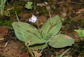 Image result for Craterostigma nummulariifolium