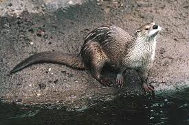 New Study: Baby Otters Trendy Exotic Pets Facebook Wildlife Trafficking