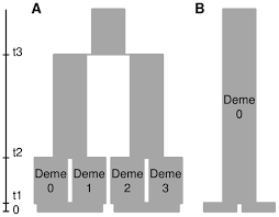 Image result for Strombosiopsis tetrandra