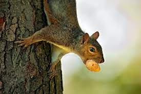 Squirrel-Nut Economics And Other Agility Tricks - Science Friday