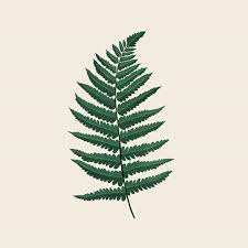 3 100 Bracken Fern Fun Fact Bracken Is The Most Common Fern And One Of The Oldest In The Uk With Fossil Rec Picture Books Illustration Old Things Ferns