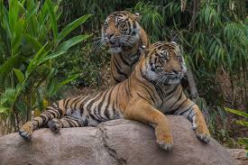 Close To Extinction 35 Critically Endangered Animals Wildlife Continues To Bear The Brunt Of Man S Gr Endangered Animals San Diego Zoo Safari Park Animals