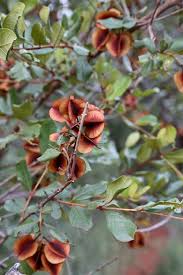 Image result for Combretum hereroense