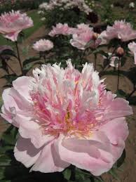 Pin On Flowers