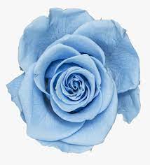 Baby blue light blue flowers images. Baby Blue Light Blue Png Blue Roses Transparent Png Kindpng