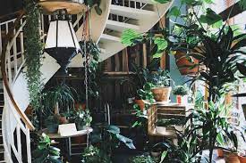 7 Calgary Businesses Offering Plant Delivery Or Curbside Pick Up Curiocity Group Inc