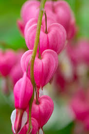 If you need help with any specific puzzle leave your comment below. How To Grow Bleeding Hearts Gardener S Path