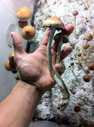 Psilocybe Cubensis Stuffed Mushrooms Mushroom Art Medicinal Plants