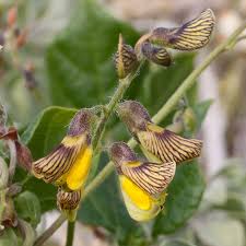Image result for Rhynchosia caribaea