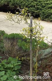 Image result for Citrus trifoliata