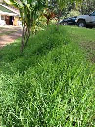 Image result for Digitaria abyssinica