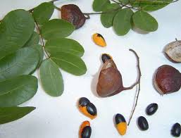 Image result for Copaifera