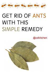 Bayleaf Ant Remedy Made With Salt Bay Leaves Cdkitchen Com Ant Remedies Ants Get Rid Of Ants