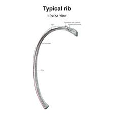 In vertebrate anatomy, ribs (costae) are the long curved bones which form the rib cage. Typical Ribs Radiology Reference Article Radiopaedia Org