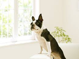 Learn about buying unlocked smartphones and how to unlock smartphones. What S Up With That Why Does Your Dog Seem To Know What Time It Is Wired