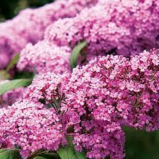 9 Beautiful Easy Care Plants Low Water Plants Cool Plants Plants