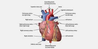 What Are Names Of 78 Organs Of The Body Educational Body Organs Human Body Organs Brain Size