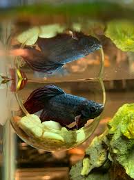 Once you understand the needs of your betta you'll find it easy to build the perfect setup and make sure your new pet lives a long, happy life. Just A Boy In His Bed Bettafish