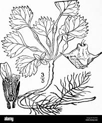 Image result for Trapaceae