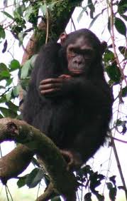 Image result for Sericostachys scandens